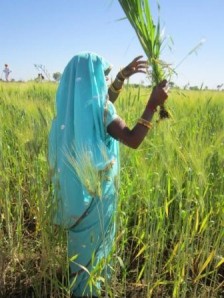 Sunita Bai showing us fields